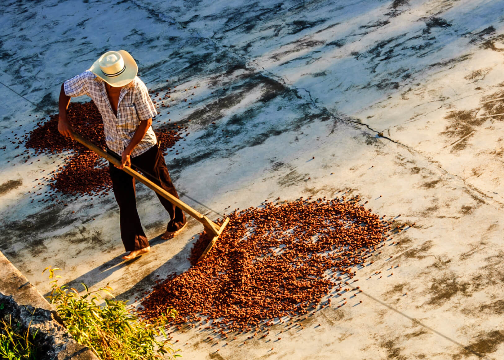 Plantation worker turns drying cacao beans