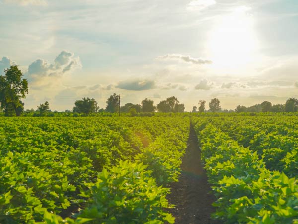 Managing cotton sustainability data