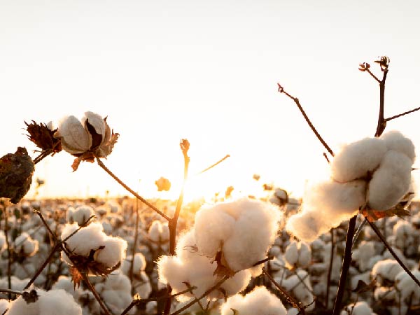 Cotton commodity management solving CTRM problems